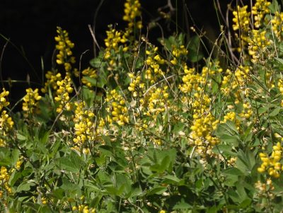 Thermopsis californica, photographed by P Holroyd