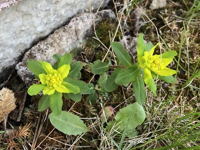 Euphorbia epithymoides, photographed by Pavel Kacl