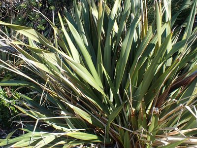 Phormium tenax, photographed by Shaun
