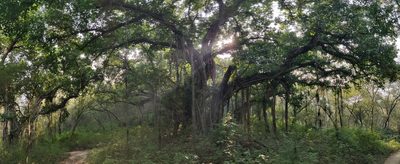 Ficus benghalensis, photographed by T R Shankar Raman