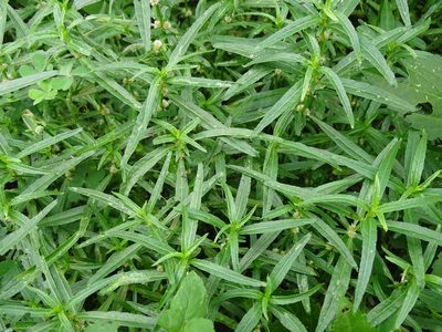 Alternanthera sessilis