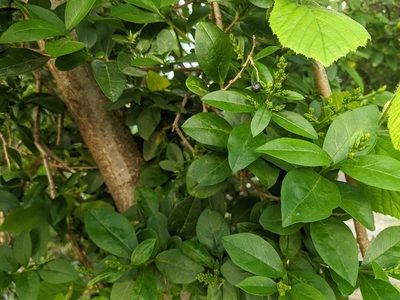 Ligustrum ovalifolium, photographed by Victor Heng