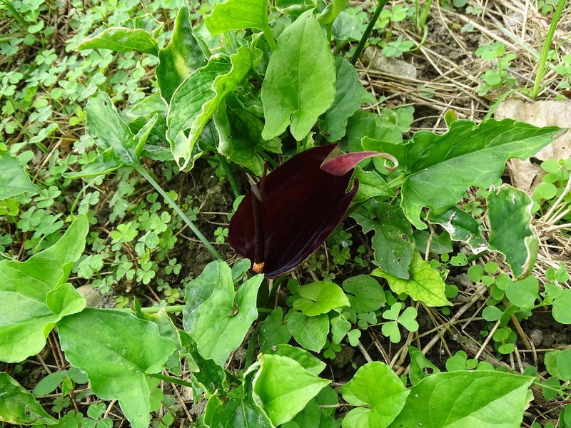 Typhonium blumei, photographed by 雲一百香果