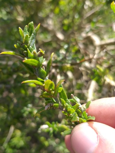 Exomis microphylla, photographed by kevin koen