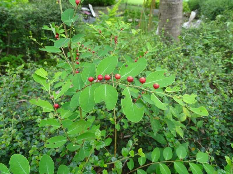Breynia vitis-idaea, photographed by 雲一百香果