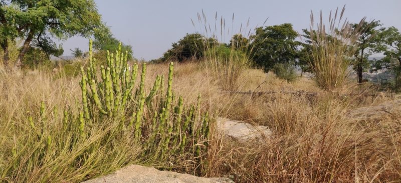 Euphorbia caducifolia, photographed by T R Shankar Raman