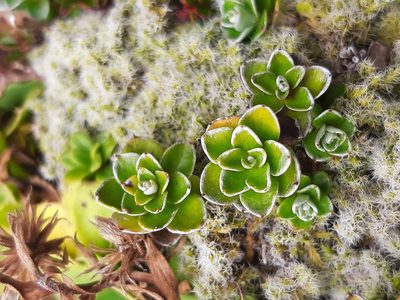 Anaphalioides alpina