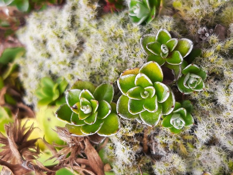 Anaphalioides alpina, photographed by Emily Roberts