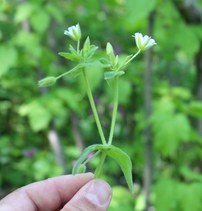 Cerastium nemorale, photographed by Юрий Данилевский (Yuriy Danilevsky)