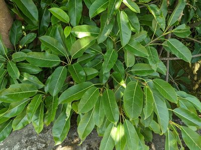 Ficus subpisocarpa, photographed by 潘立傑 LICHIEH_PAN