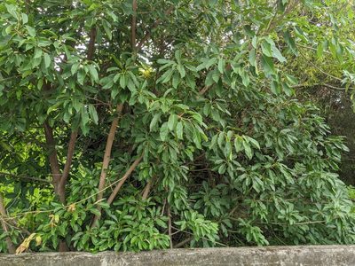 Ficus subpisocarpa, photographed by 潘立傑 LICHIEH_PAN