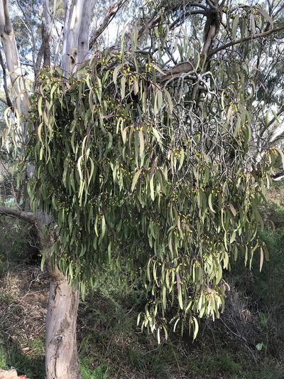 Muellerina eucalyptoides, photographed by Melissa Doherty
