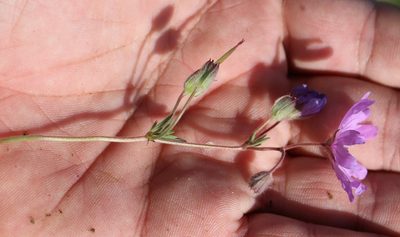 Geranium tuberosum, photographed by Юрий Данилевский (Yuriy Danilevsky)