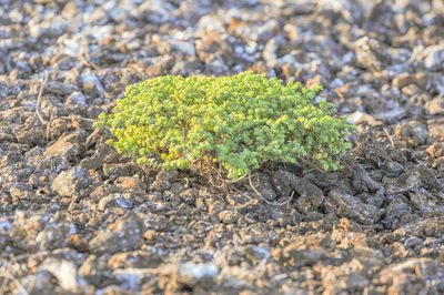 Euphorbia amplexicaulis, photographed by Morten Ross