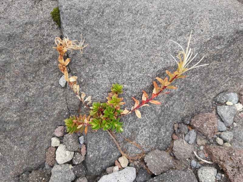 Epilobium glabellum, photographed by Emily Roberts