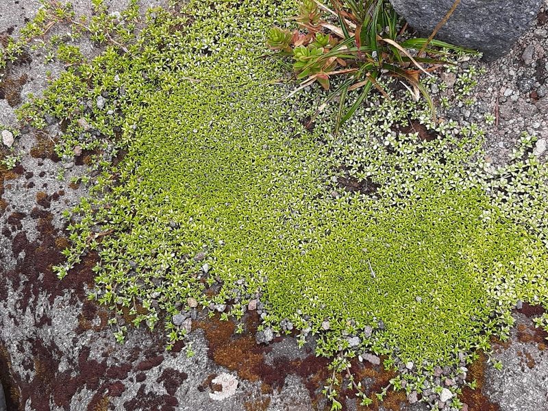 Raoulia tenuicaulis, photographed by Emily Roberts