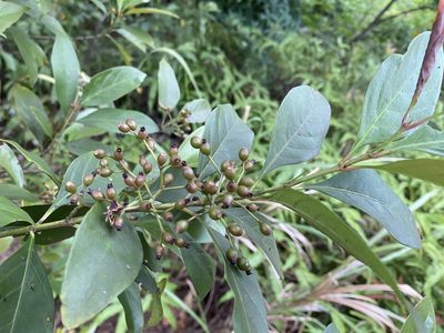 Aidia cochinchinensis