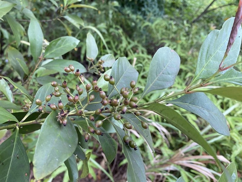 Aidia cochinchinensis, photographed by 古淑玲