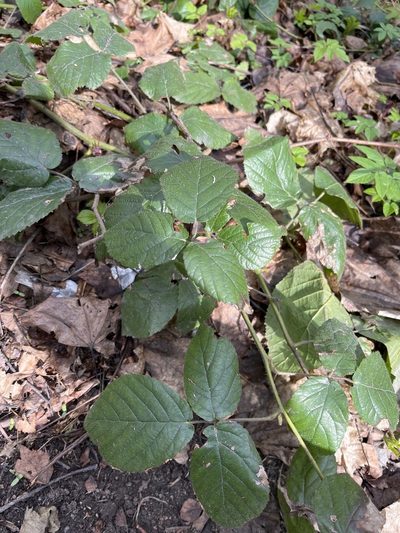 Rubus hirtus, photographed by Vladimir