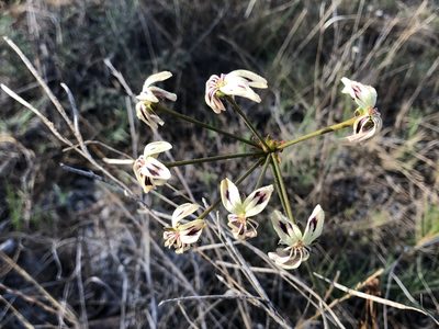 Pelargonium triste, photographed by Caroline Voget