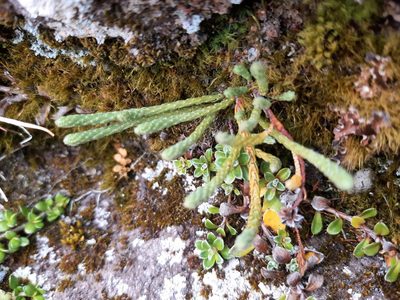Kelleria dieffenbachii, photographed by Emily Roberts