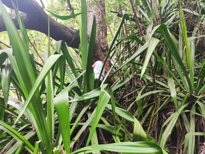 Furcraea foetida, photographed by Augustin Soulard