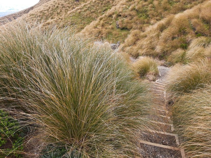 Chionochloa rubra, photographed by Emily Roberts