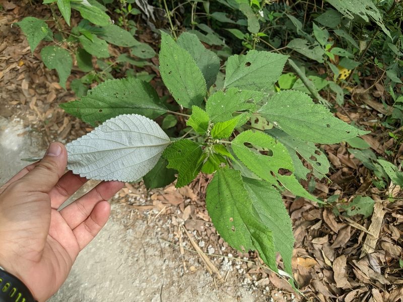 Boehmeria nivea, photographed by 潘立傑 LICHIEH_PAN