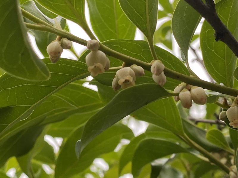 Diospyros morrisiana, photographed by 古淑玲