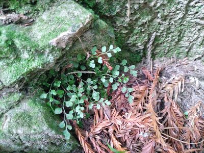 Asplenium hookerianum, photographed by Leon Perrie