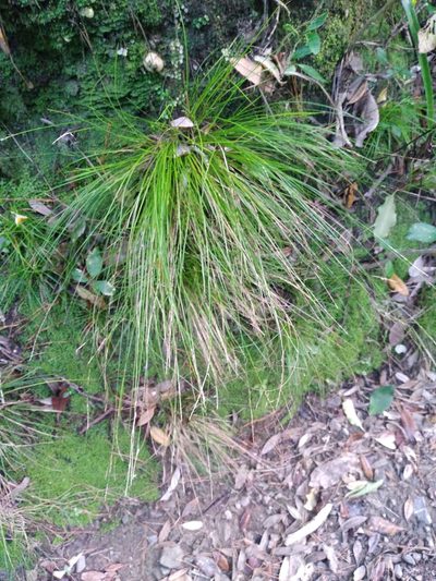 Carex banksiana, photographed by Leon Perrie