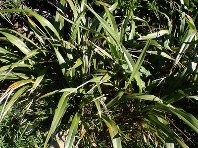 Phormium tenax, photographed by Shaun