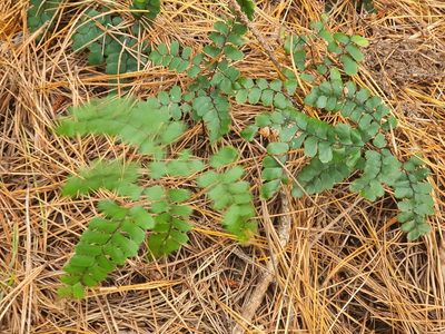 Adiantum cunninghamii, photographed by Jaco Grundling