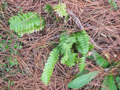 Austroblechnum lanceolatum, photographed by Jaco Grundling