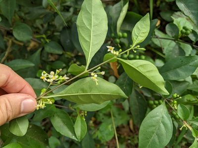 Solanum diphyllum, photographed by 潘立傑 LICHIEH_PAN