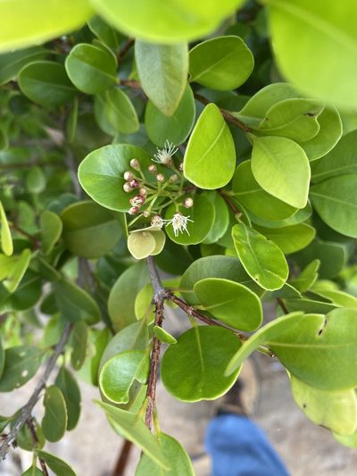 Syzygium elliptifolium, photographed by 古淑玲