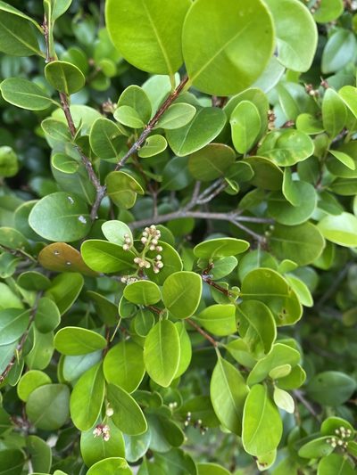Syzygium elliptifolium, photographed by 古淑玲