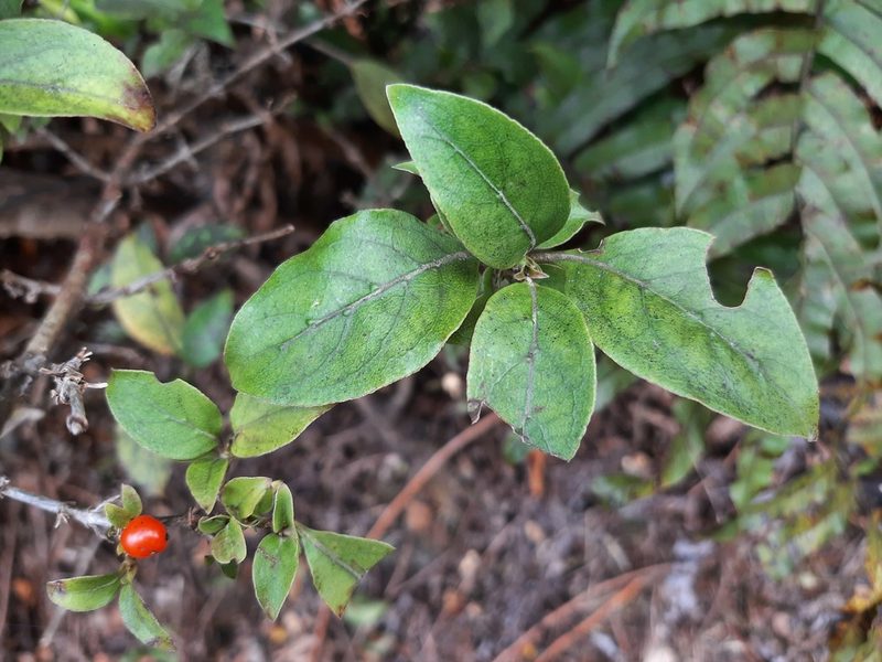 Coprosma tenuifolia, photographed by Emily Roberts