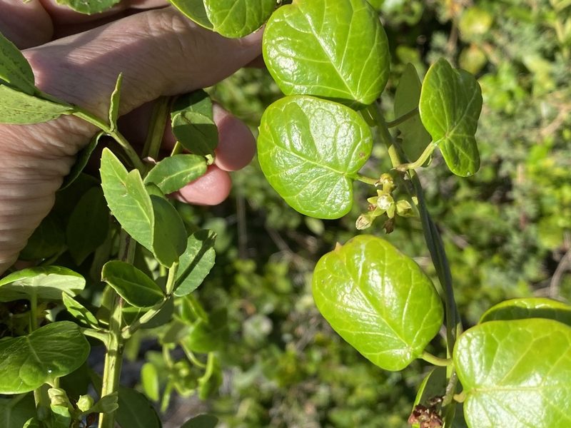 Cynanchum obtusifolium, photographed by Christina