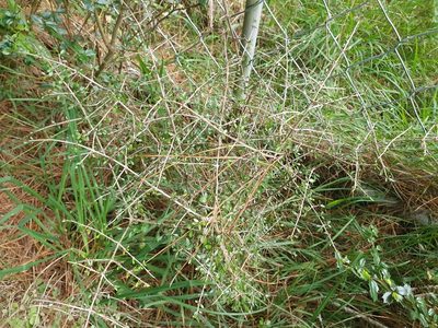 Coprosma propinqua, photographed by Jaco Grundling