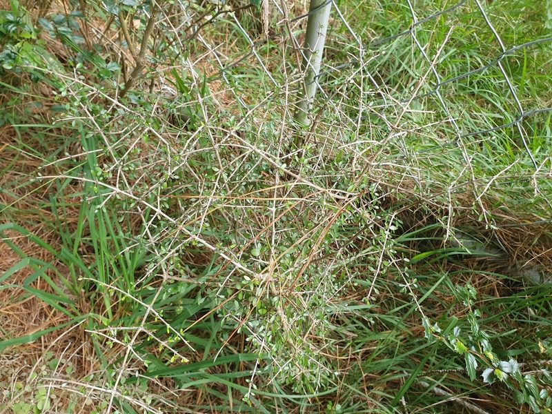 Coprosma propinqua, photographed by Jaco Grundling