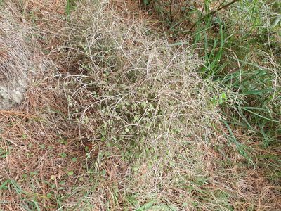 Coprosma rhamnoides, photographed by Jaco Grundling
