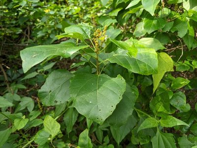 Mallotus repandus, photographed by 潘立傑 LICHIEH_PAN