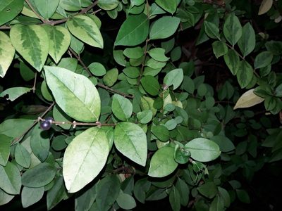 Ligustrum ovalifolium, photographed by naturewatchwidow
