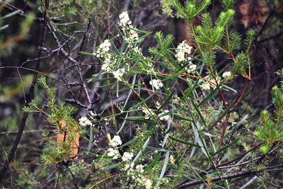 Acacia suaveolens, photographed by Thomas Mesaglio