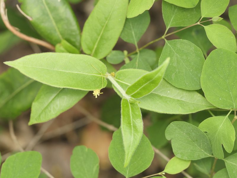 Lonicera acuminata, photographed by Alexis Tinker-Tsavalas