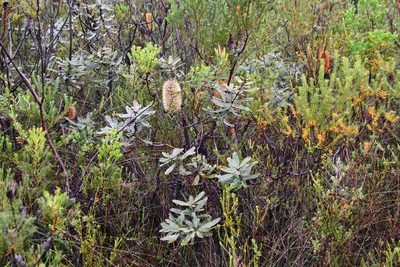 Banksia oblongifolia, photographed by Thomas Mesaglio