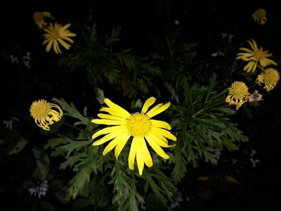 Euryops chrysanthemoides, photographed by naturewatchwidow