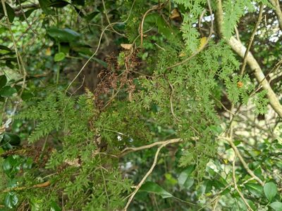 Lygodium japonicum, photographed by 潘立傑 LICHIEH_PAN