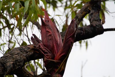 Doryanthes excelsa, photographed by Thomas Mesaglio